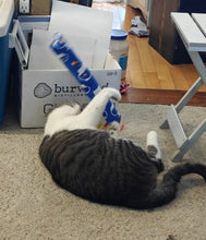 Load image into Gallery viewer, Large Turtle Kitty Kicker with catnip